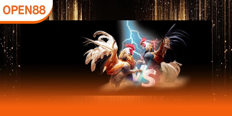 Các hình thức đá gà cựa dao phổ biến hiện nay