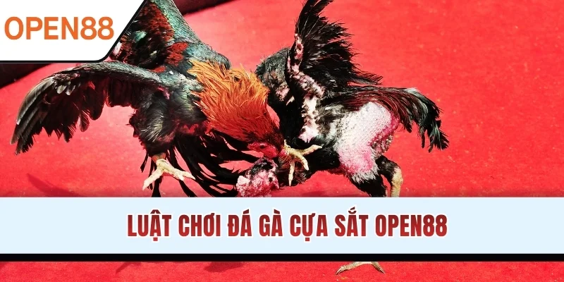 Luật chơi đá gà cựa sắt OPEN88